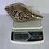 Brass Conch Shell | Pooja Shankh With Lord Vishnu 1634g